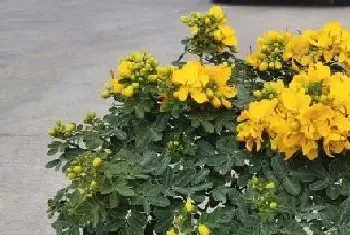 黄花槐什么时候开花,开放时间几月份?