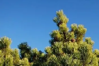 长在岩石上的树有哪些?长在岩石上的树大全