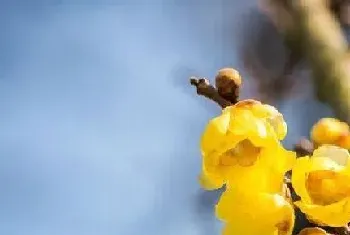 梅花长在什么地方?梅花生长环境与生长习性