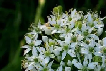 韭菜一年开几次花?韭菜形态特征与植物学史