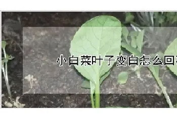 小白菜叶子变白怎么回事