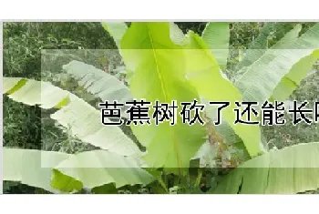 芭蕉树砍了还能长吗