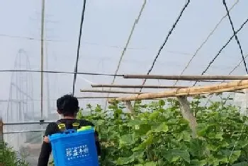 瓜果蔬菜喷叶面肥有什么好处,蔬菜叶面肥什么时候喷好?