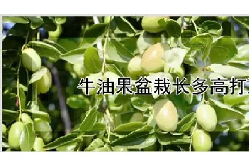 牛油果盆栽长多高打顶