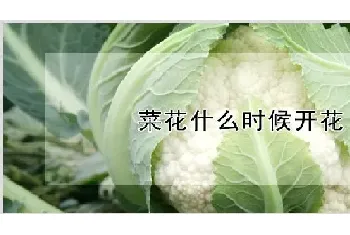 菜花什么时候开花