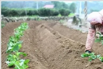 红薯育苗时间和方法