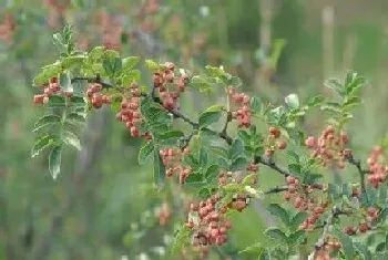 花椒树能活多少年,寿命多长时间?