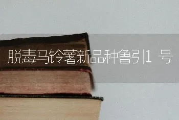 脱毒马铃薯新品种鲁引1号