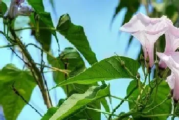 牵牛花什么季节开花,一般在几月份开花?牵牛花什么季节开花,一般在的功效与作用