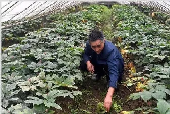 西洋参种植技术 如何种植西洋参拥有高产量？