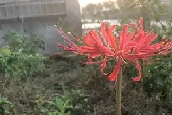 什么花的花语是无情?