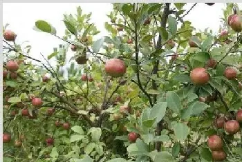 油茶象甲的危害特点、原因及防治措施