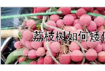 荔枝树如何矮化