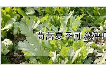 茼蒿夏季可以种吗