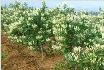 种植技术金银花 如何有效种植金银花？