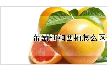 葡萄柚和西柚怎么区分