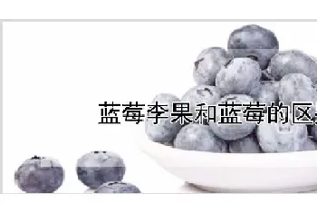 蓝莓李果和蓝莓的区别