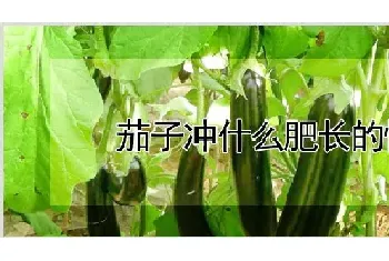 茄子冲什么肥长的快