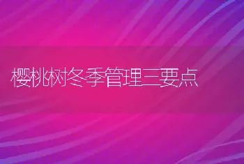 樱桃树冬季管理三要点