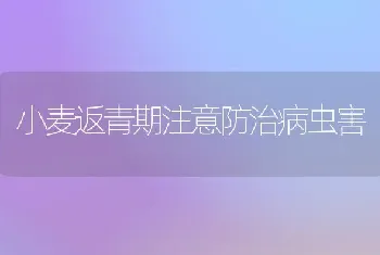 小麦返青期注意防治病虫害