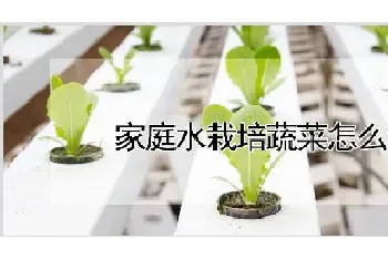 家庭水栽培蔬菜怎么种