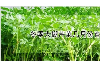 冬季大棚芹菜几月份育苗