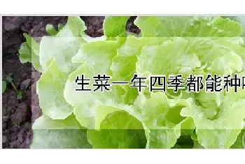 生菜一年四季都能种吗