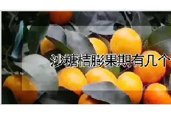 沙糖桔膨果期有几个月