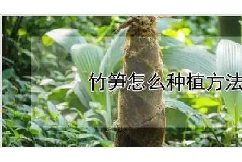 竹笋怎么种植方法