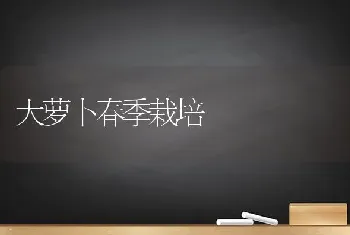 大萝卜春季栽培