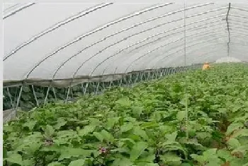 冬季大棚茄子定植后管理技术