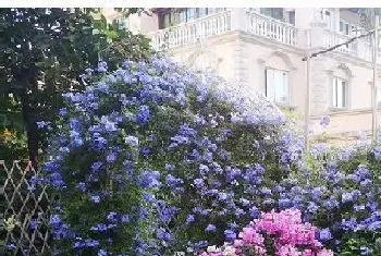 蓝雪花一年开几次花,花期月份与时间?