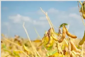 大豆高产需要掌握的种植技巧有哪些？