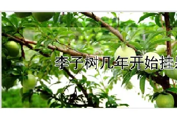 李子树几年开始挂果