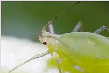 果树蚜虫的种类有哪些防治技巧