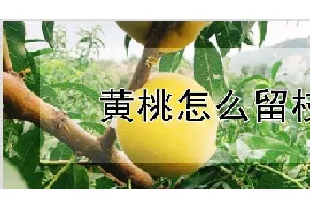 黄桃怎么留枝