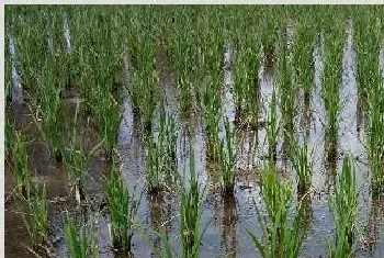 春季水稻栽培管理技术早知道