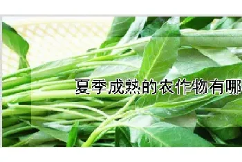 夏季成熟的农作物有哪些