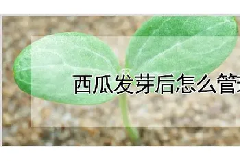 西瓜发芽后怎么管理