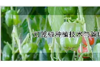 灯笼椒种植技术与管理