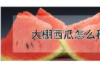 大棚西瓜怎么种