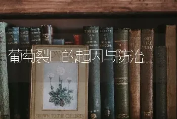 葡萄裂口的起因与防治