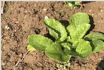 初春时节大棚蔬菜管理措施