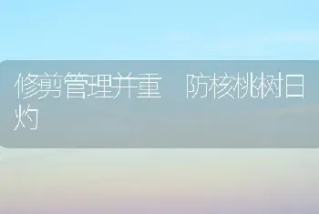 修剪管理并重 防核桃树日灼