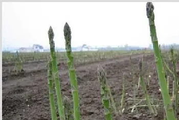 高产芦笋需要掌握的种植技术有哪些？