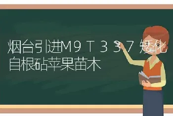 烟台引进M9T337矮化自根砧苹果苗木