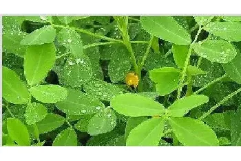 花生花期能浇水吗