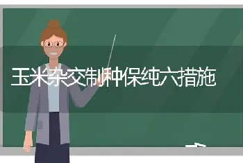 玉米杂交制种保纯六措施