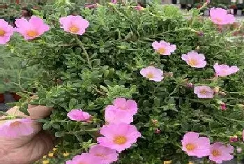 什么花适合种在家里院子(适合院子里种植的花卉植物)