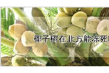 椰子树在北方能冻死吗